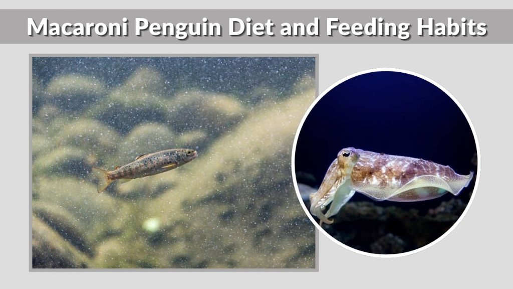 Macaroni Penguin Diet and Feeding Habits