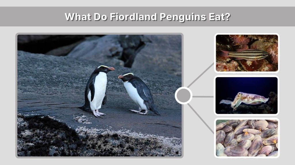 What Do Fiordland Penguins Eat?
