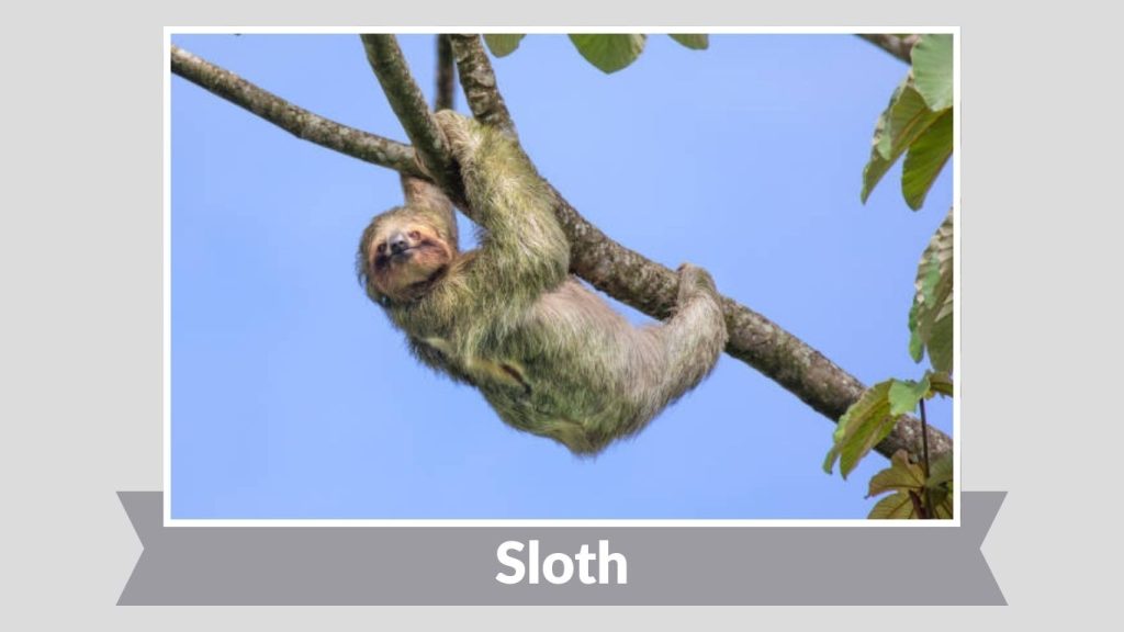 Sloth