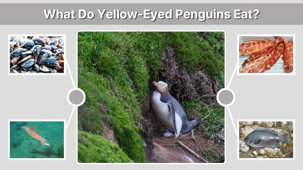 What Do Yellow-Eyed Penguins Eat?