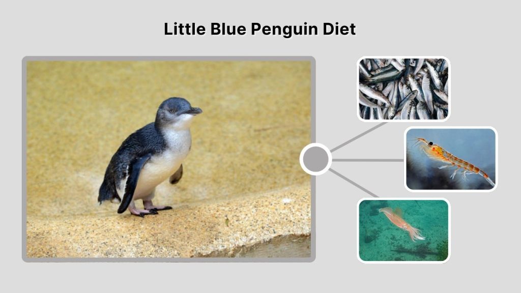 Little Blue Penguin Diet