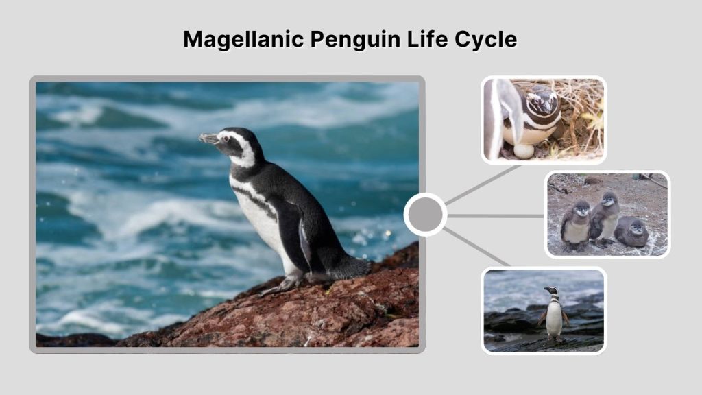 Magellanic Penguin Life Cycle