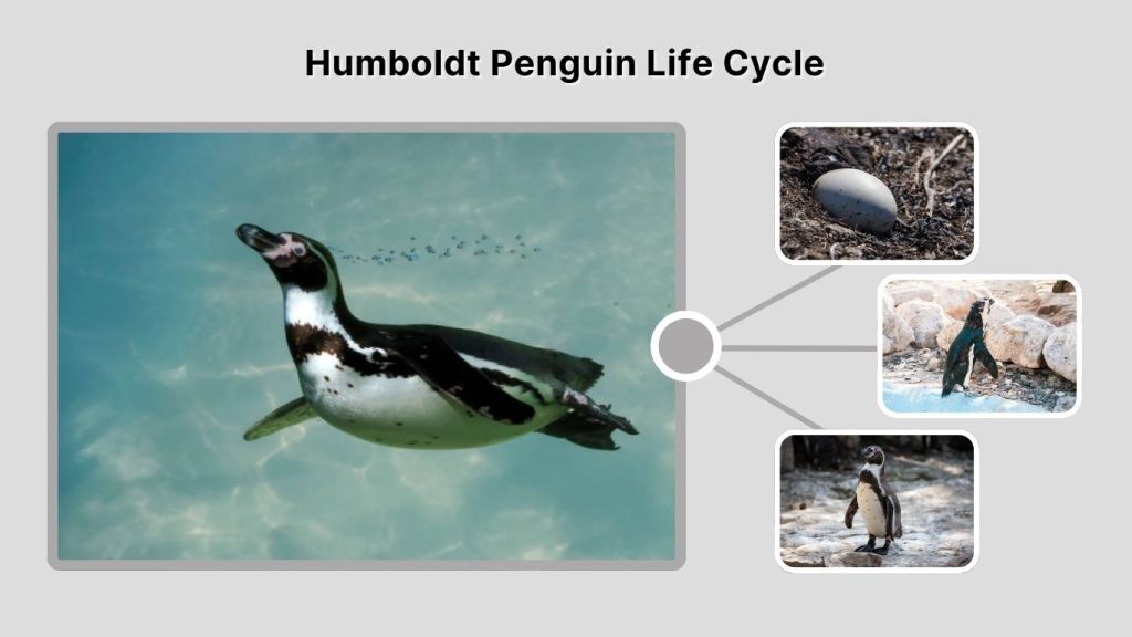 Humboldt Penguin Life Cycle