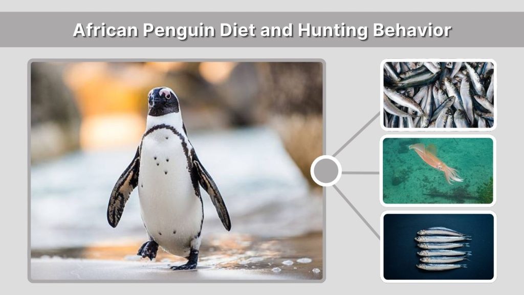African Penguin Diet and Hunting Behavior