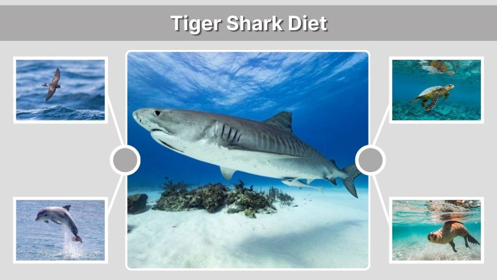 Tiger Shark Diet