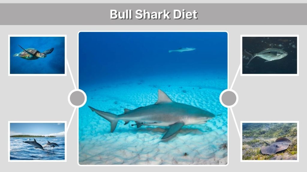 Bull Shark Diet