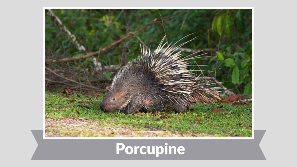 Porcupine