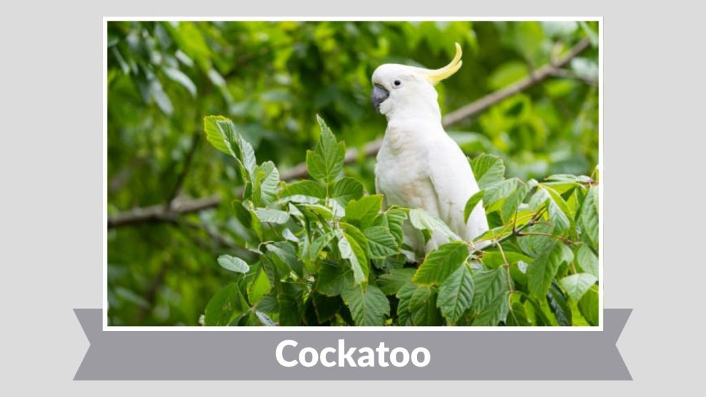  Cockatoo