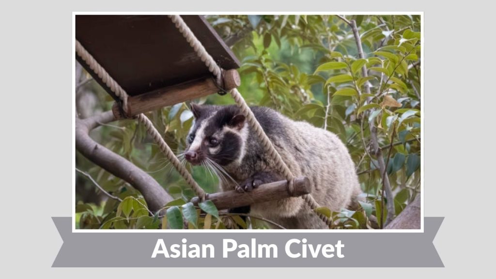 Asian Palm Civet