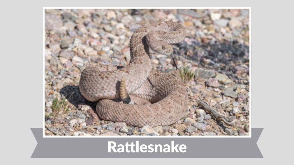 Rattlesnake