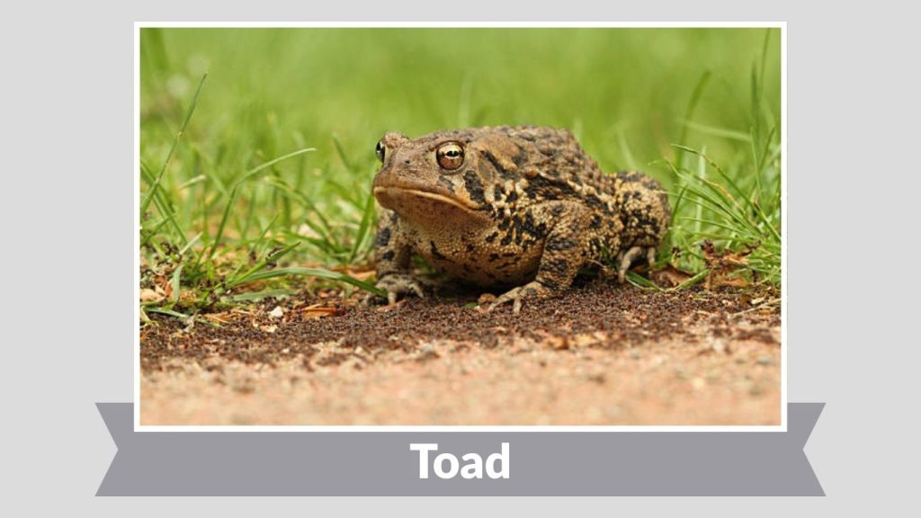  Toad