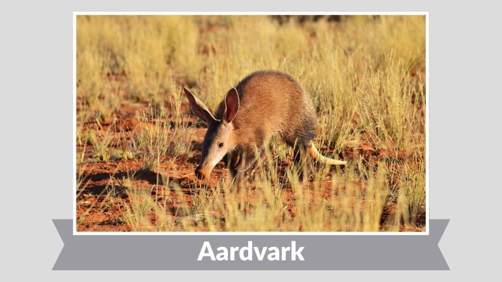  Aardvark
