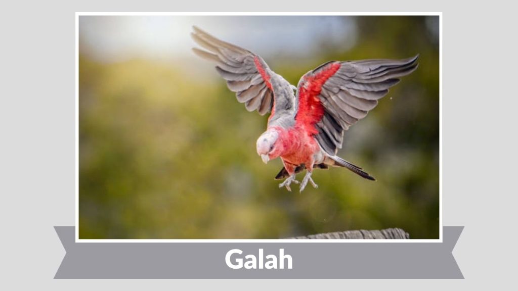  Galah