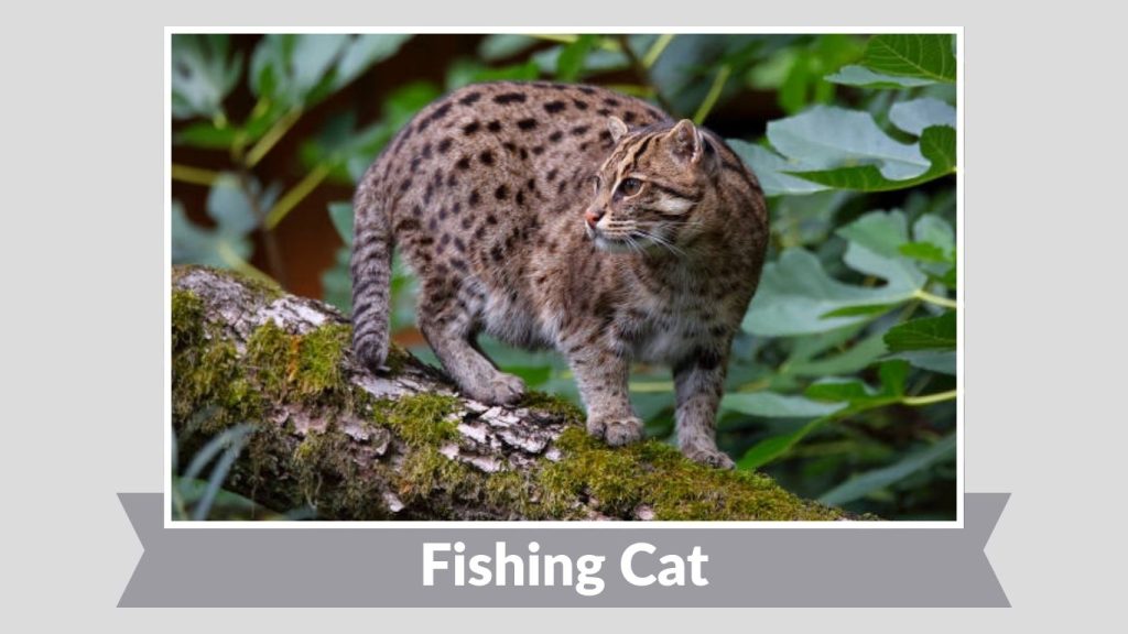 Fishing Cat