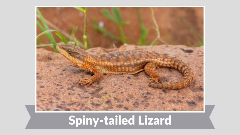 Spiny-tailed Lizard
