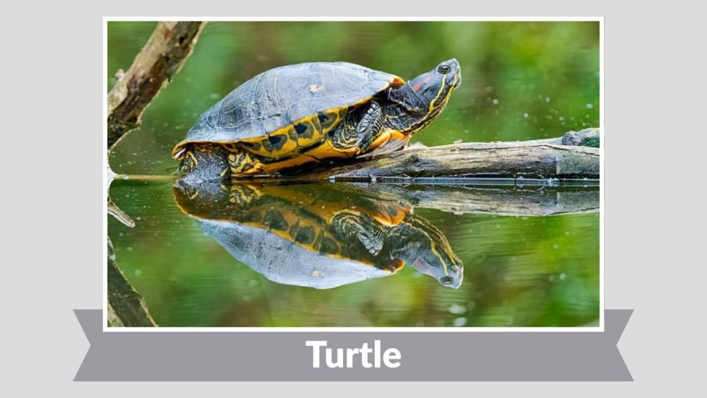Turtle
