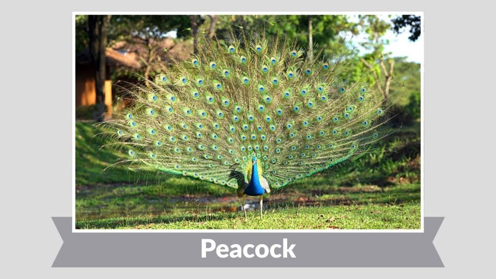 Peacock