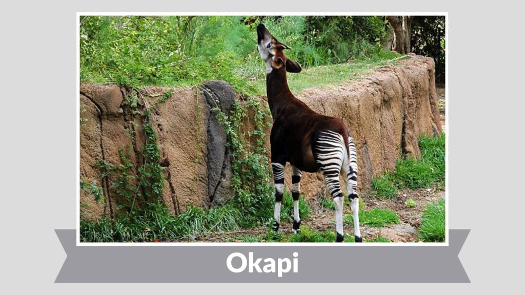 Okapi