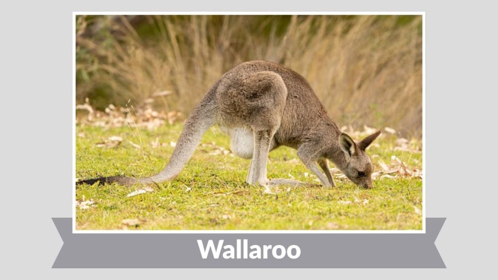 Wallaroo