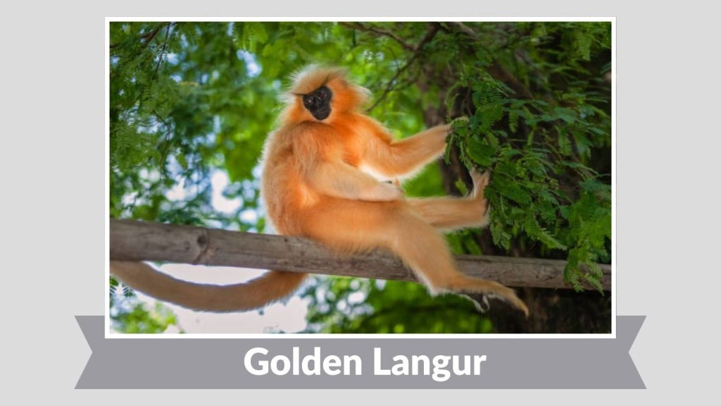 Golden Langur