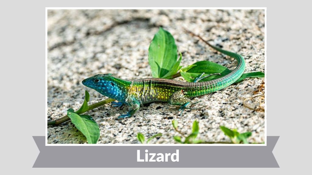 Lizard