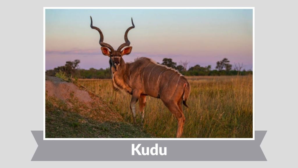 Kudu