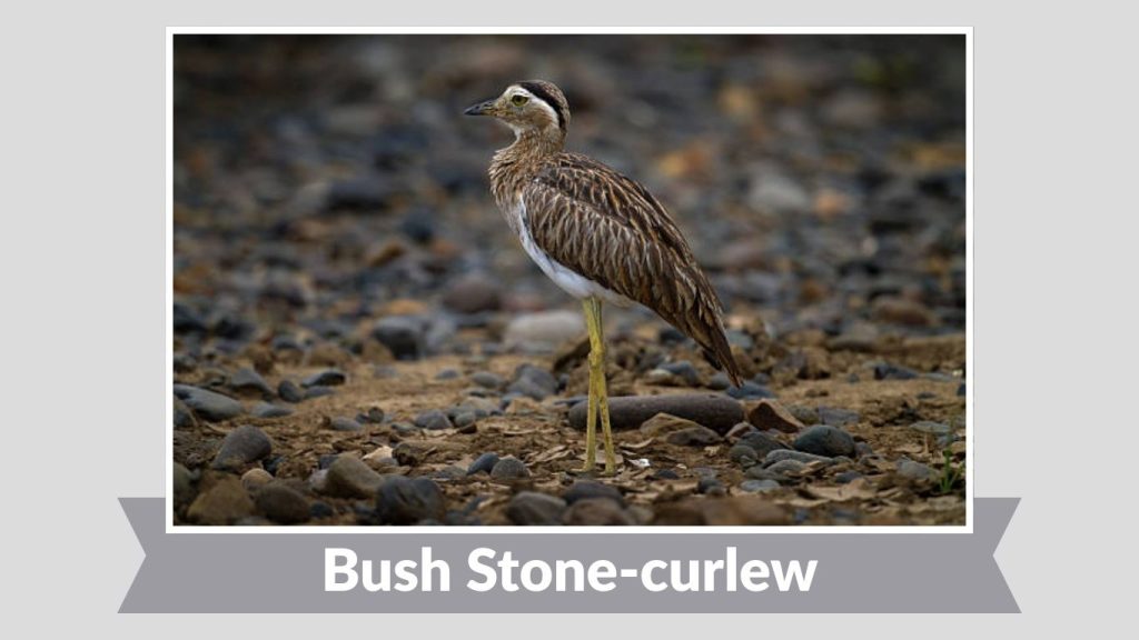 Bush Stone-curlew