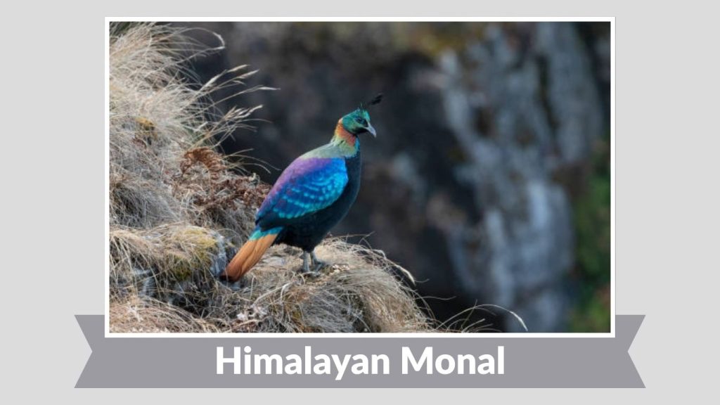 Himalayan Monal