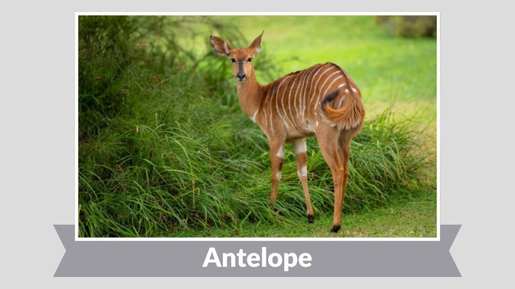 Antelope