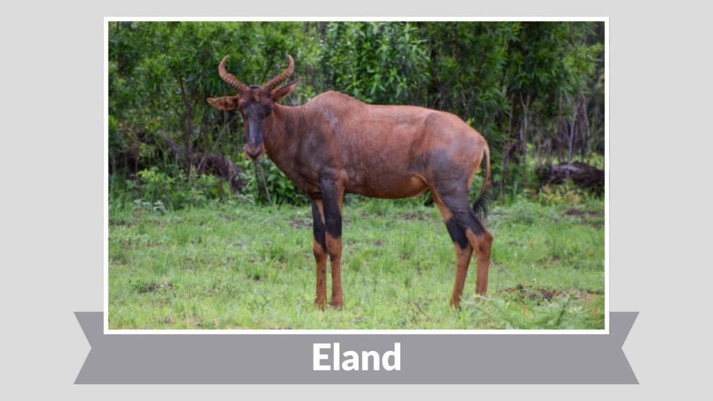  Eland