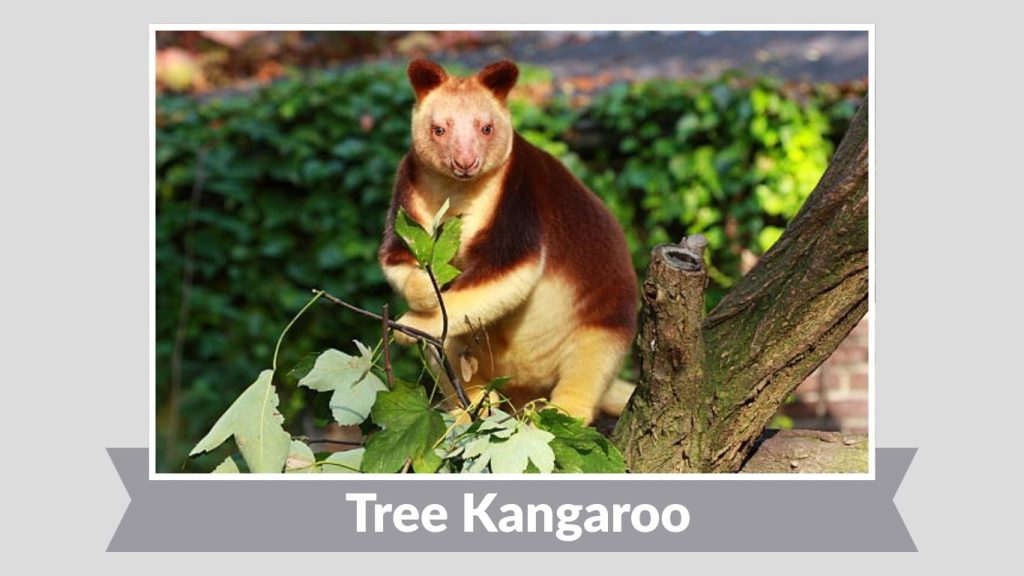 Tree Kangaroo