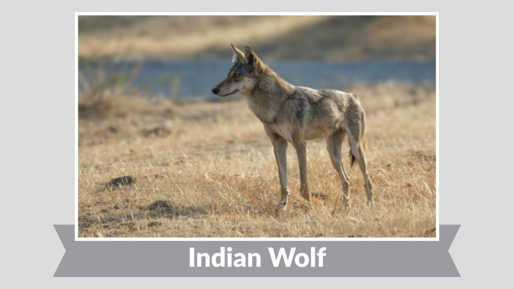 Indian Wolf