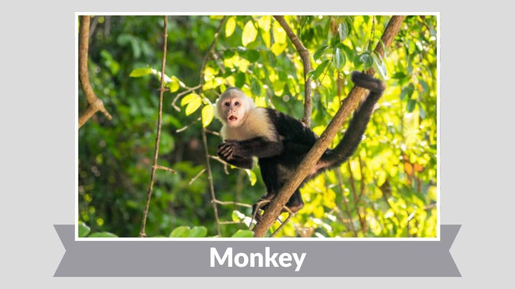 Monkey