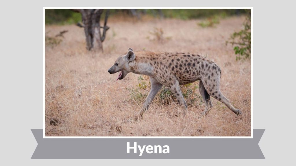 Hyena