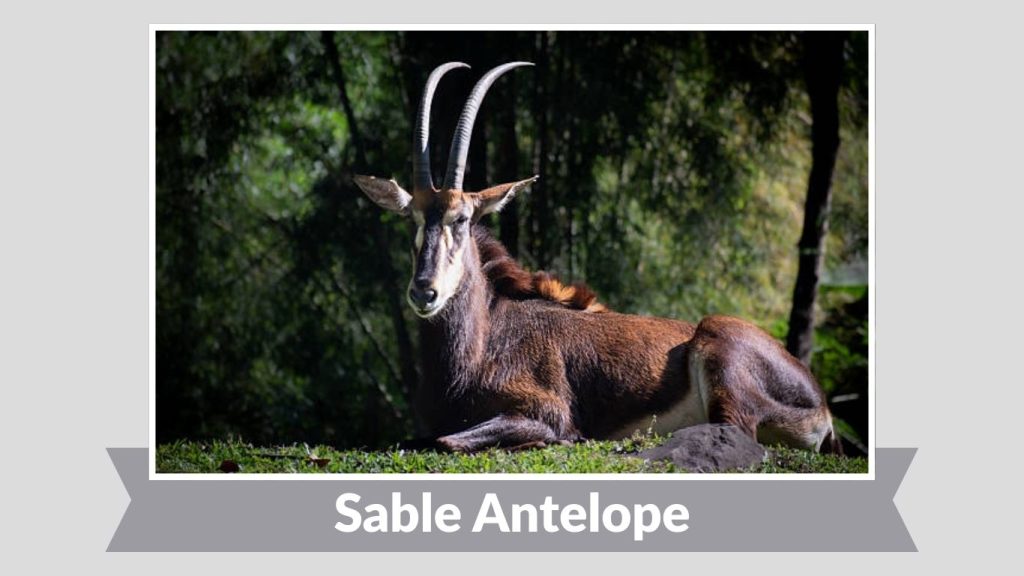 Sable Antelope