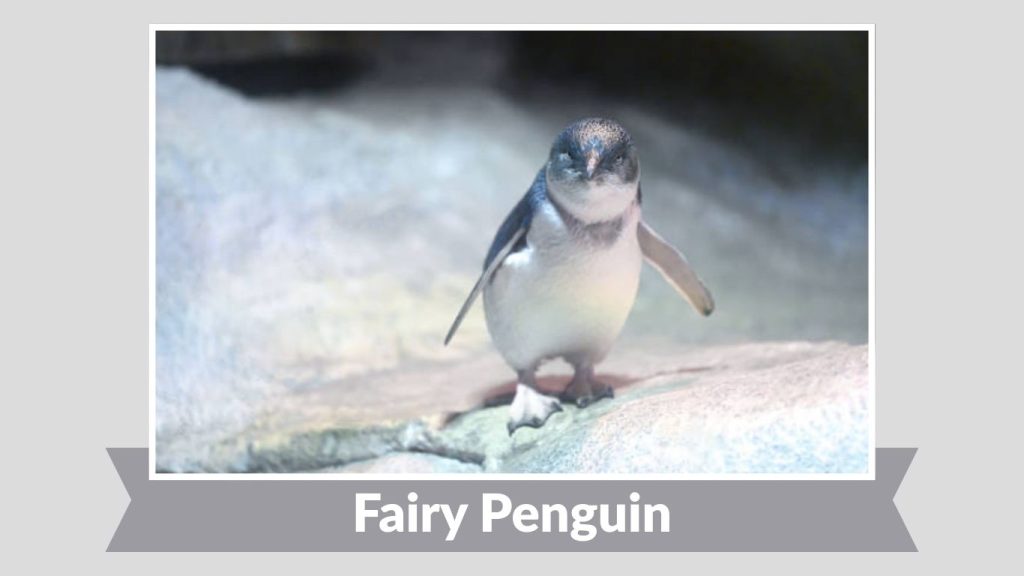  Fairy Penguin