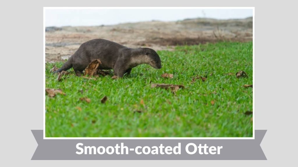 Smooth-coated Otter