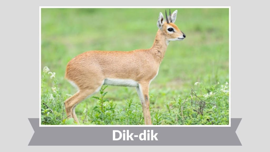 Dik-dik