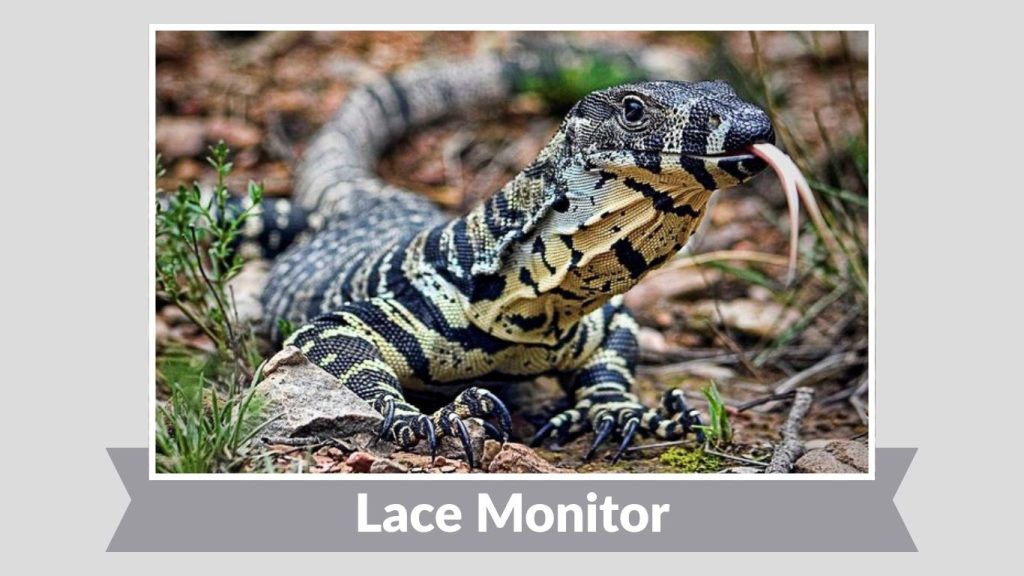 Lace Monitor