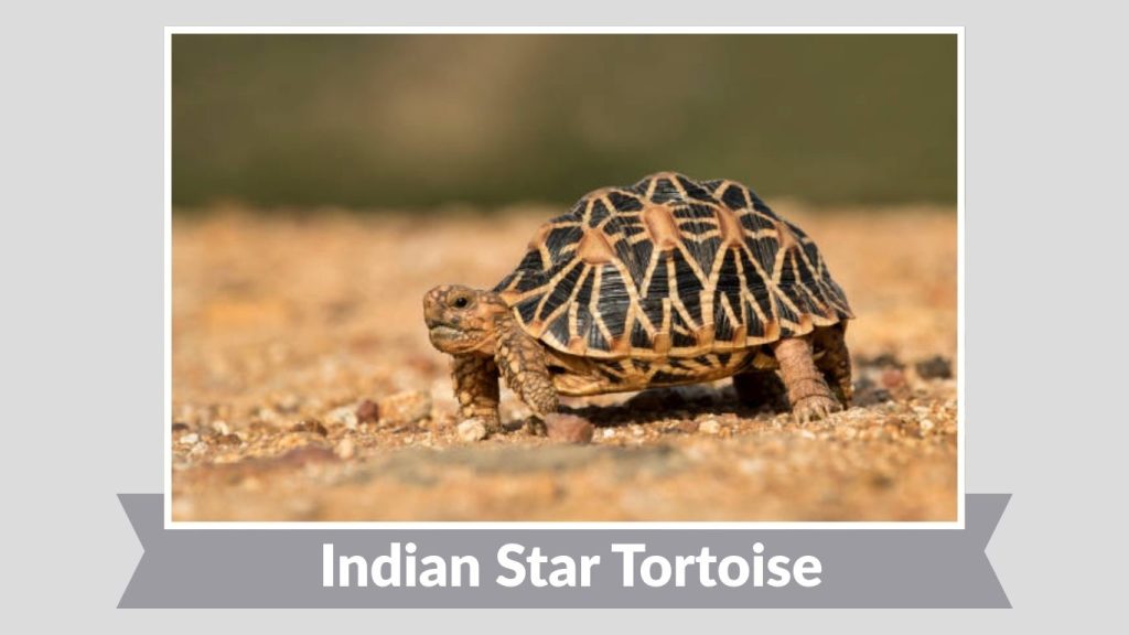 Indian Star Tortoise