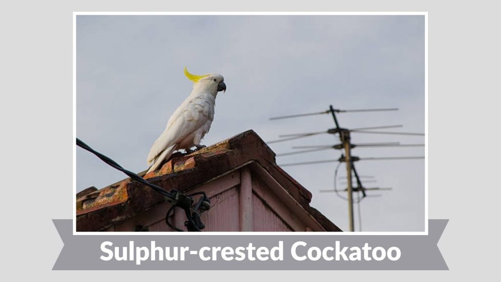 Sulphur-crested Cockatoo