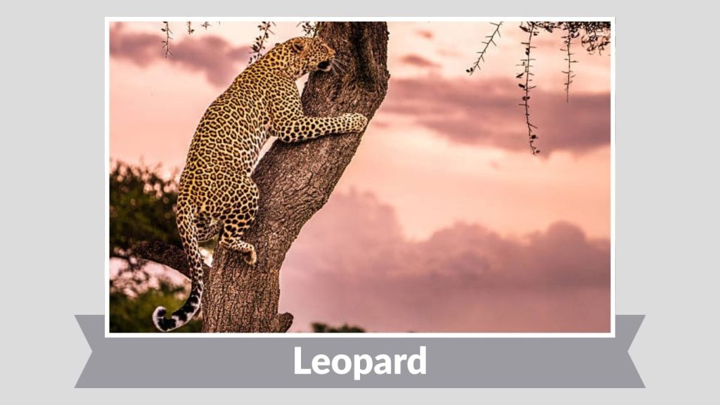 Leopard (Panthera pardus)