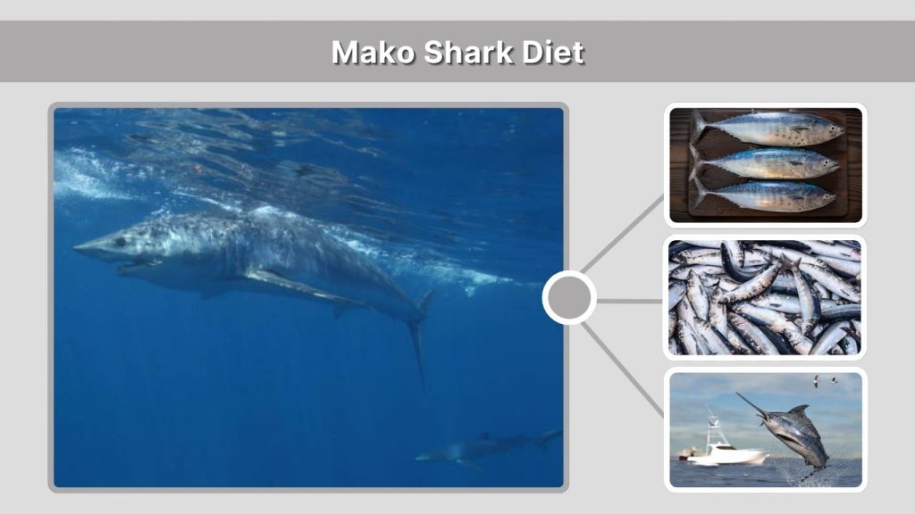 Mako Shark Diet