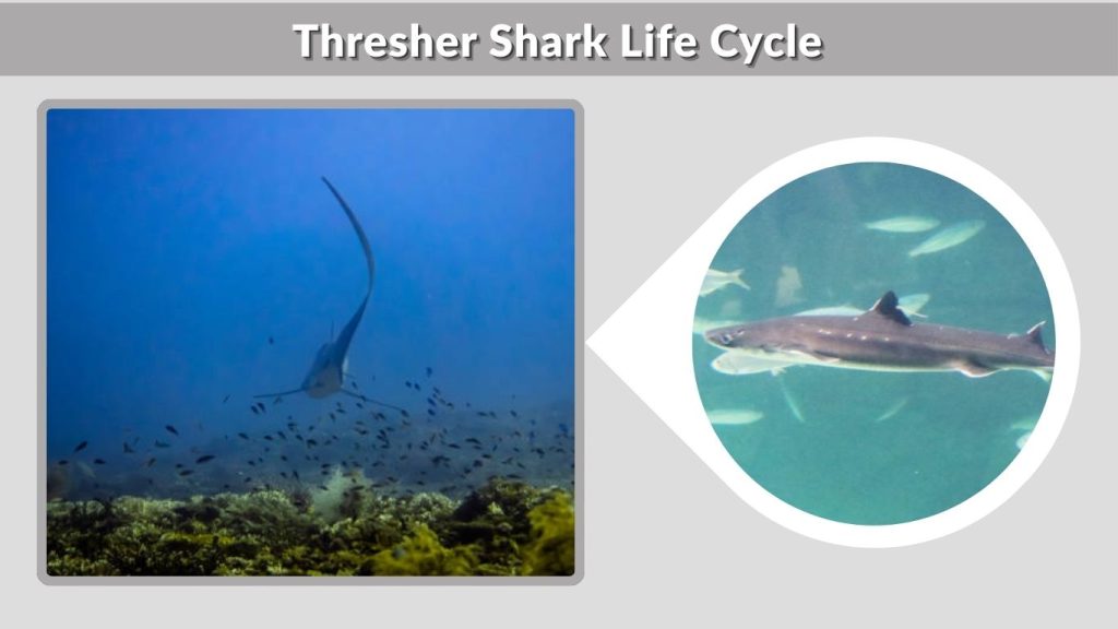Thresher Shark Life Cycle