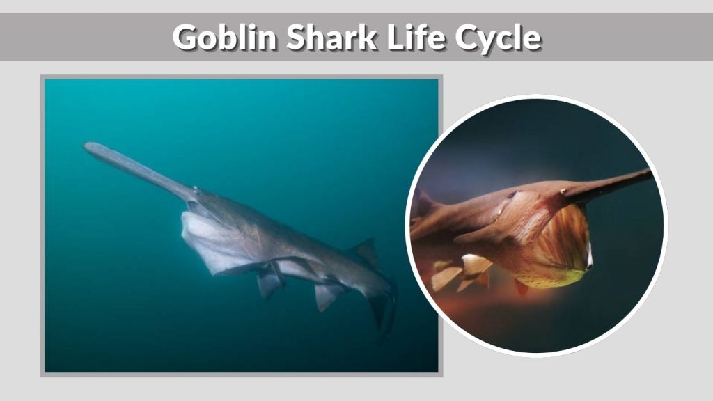 Goblin Shark Life Cycle