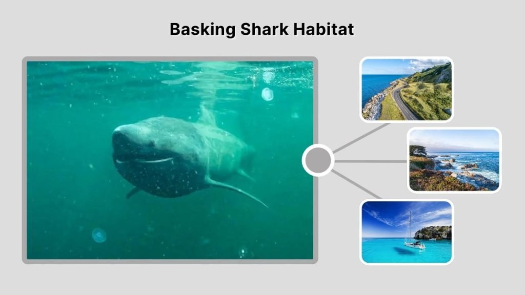 Basking Shark Habitat