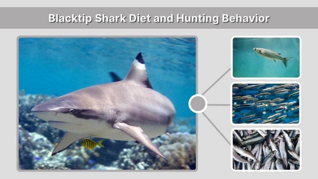 Blacktip Shark Diet and Hunting Behavior