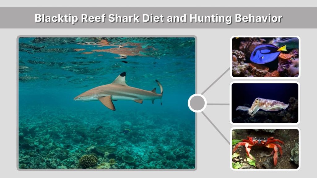 Blacktip Reef Shark Diet and Hunting Behavior
