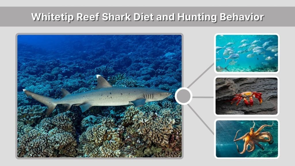 Whitetip Reef Shark Diet and Hunting Behavior