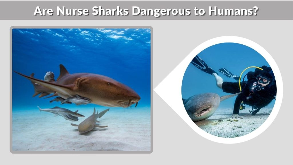 Are Nurse Sharks Dangerous to Humans?